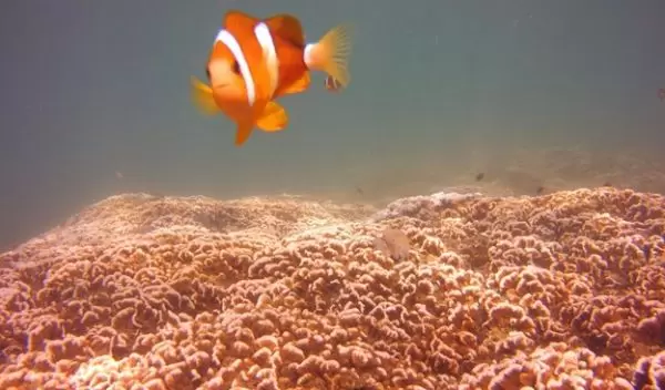 an adult yellowtail clownfish