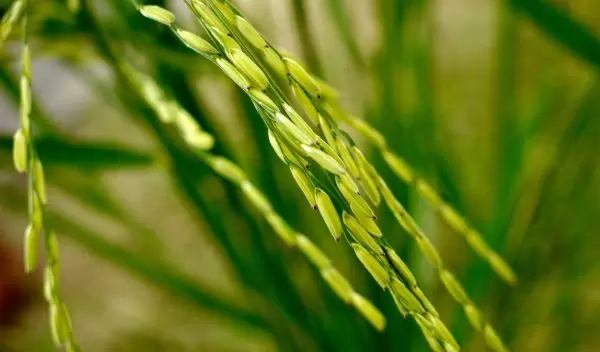Photo of basmati rice before harvest.