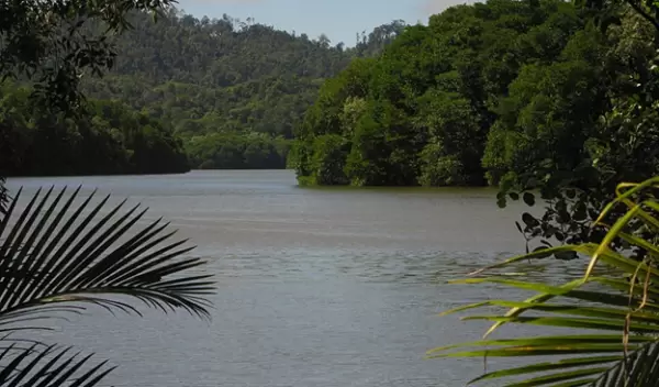 View of forest across a river