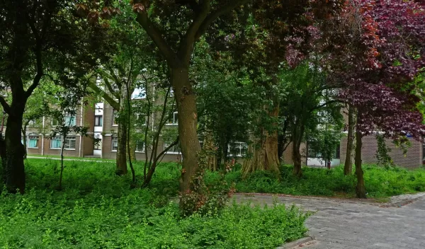 trees along a walk-way