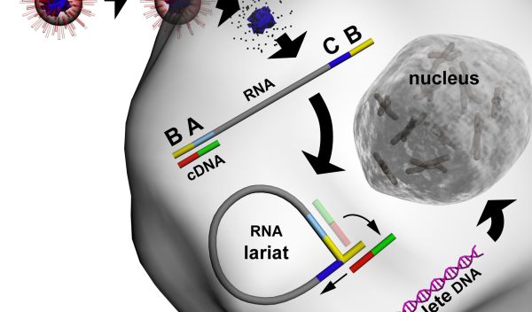 a virus infecting a cell