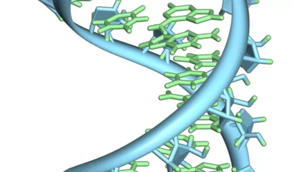 a hairpin loop from a pre-mRNA