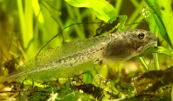 Climate change may erode frogs' ability to withstand salt pollution.