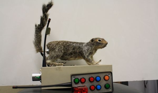 Robbosquirrel, the robotic squirrel.