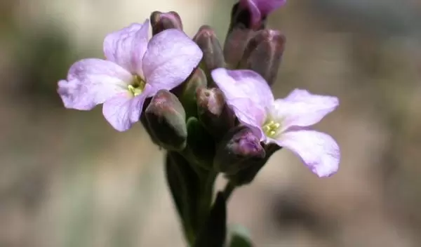 Photo of flowers and buds on rockcress in the Colorado Rocky Mountains.