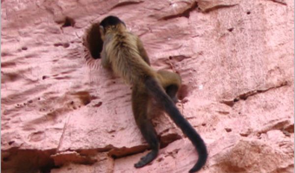 Capuchin monkey on a cliff face