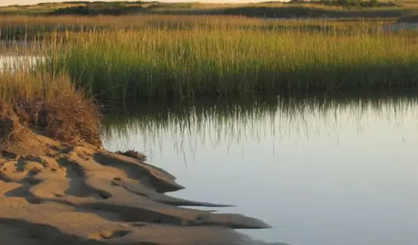 Salt marshes in Hatches Harbor, Mass.