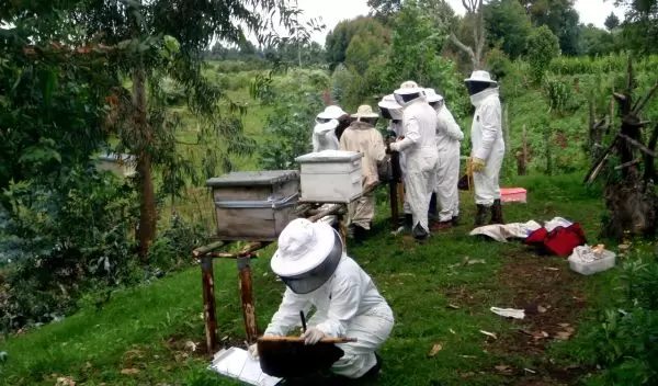 team of scientists collecting hives