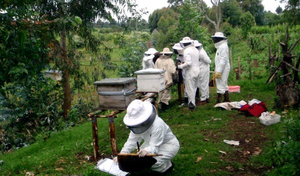 team of scientists collecting hives