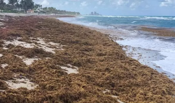 Sargassum piled up on a beach