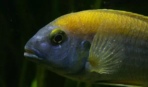 cichlid