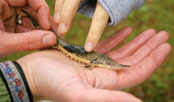 Photo of a baby lake sturgeon cradled in a child's hand.