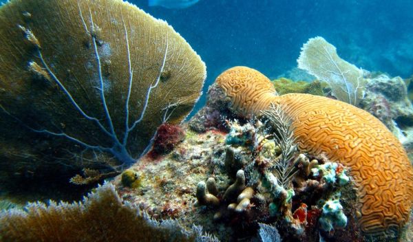 sea fans gently sway in a healthy bed of coral