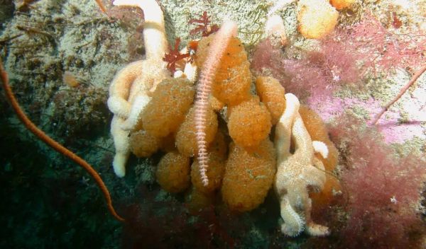 Synoicum adareanumâ¯pictured with a starfish in 80 feet of water near Bonaparte Point, Antarctica.