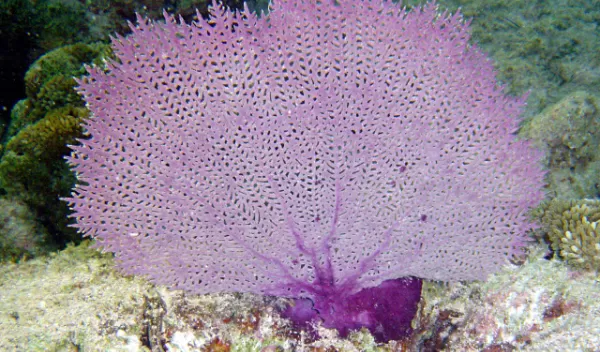 A purple sea fan under water