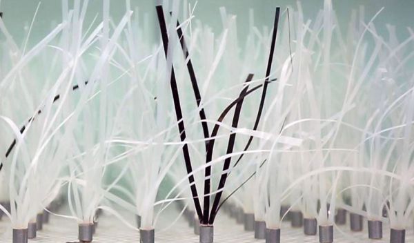 Seagrass