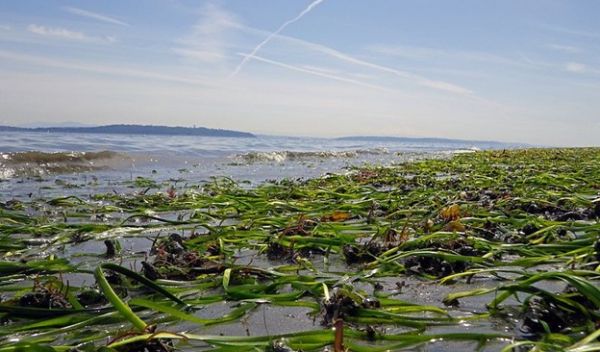 Coastal ecosystems depend on eelgrass beds, such as one on Bainbridge Island, Washington.