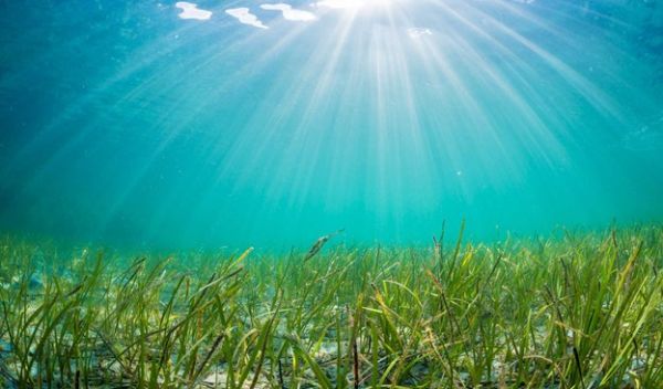 Eelgrass