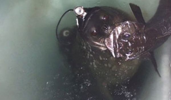 Photo of seal with fish in its mouth
