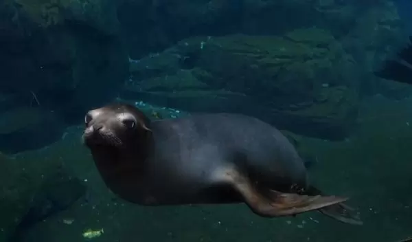 a sea lion