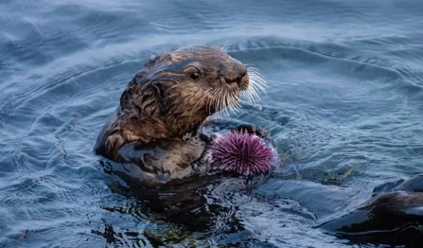 a southern sea otter
