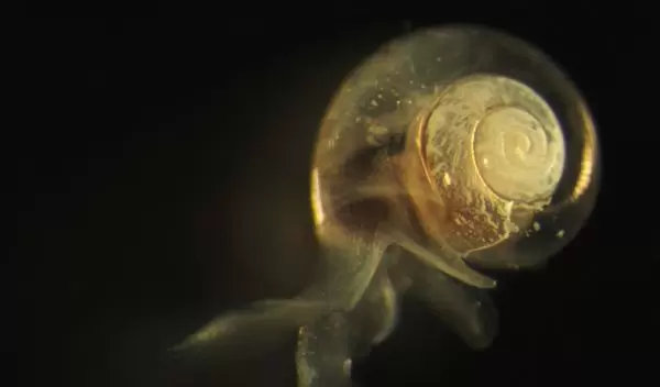 sea snail with shell dissolution visible