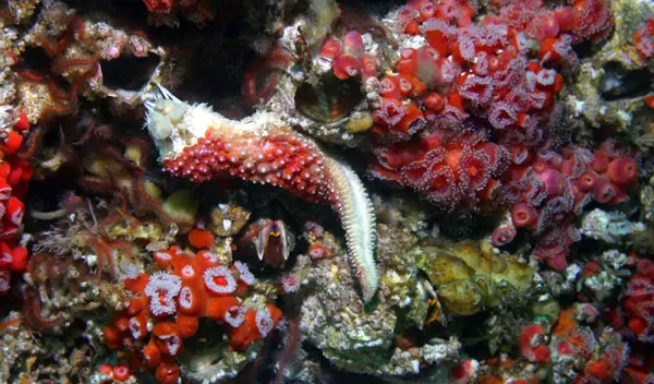 Starfish with sea star wasting disease, an infectious disease that has spread along the West Coast.