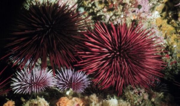 a pair of red sea urchins