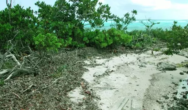 Photo of seaweed washed up on a beach.