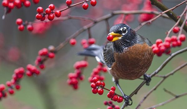 Small birds like robins disperse seeds over relatively short distances.