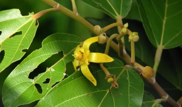 close-up of Apeiba membranacea