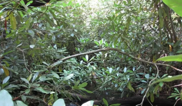 Rhododendrons leave no space left as branches stretch over forest floors and streams.