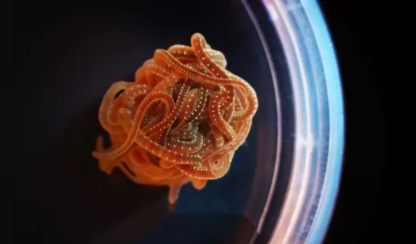 blob of Lumbriculus variegatus blackworms