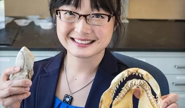 Professor Kim studies ancient shark teeth