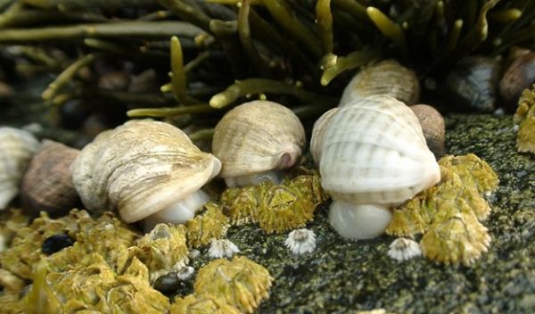 Dogwhelks feed on barnacles