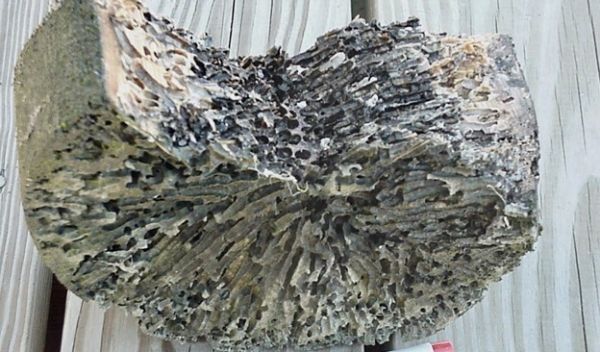 Section of a piling attacked by shipworms in Belfast, Maine.
