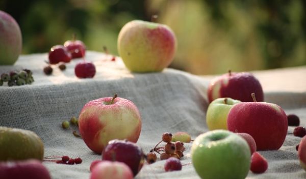 examples of different colors, sizes and shapes of apples