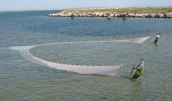 Photo of Lyndie Hice and Glenn Wagner seining for Atlantic silversides near Cape Hatteras.