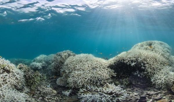 coral bleaching at Lizard Island, Australia