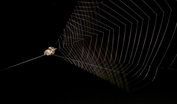 slingshot spider ready to launch its cone-shaped web