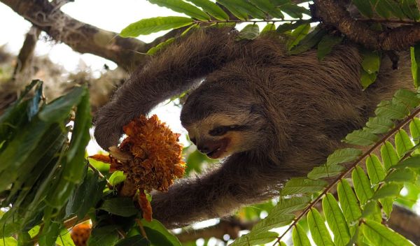 a pale-throated (three-toed) sloth