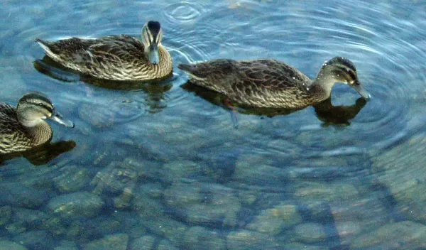 Photo of dabbling ducks foraging in the shallow region of Lake Alexandrina, New Zealand.