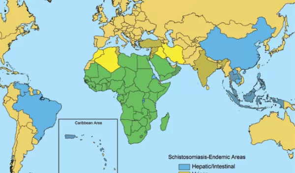 Map of the world showing countries at risk for the snail-borne disease schistosomiasis.