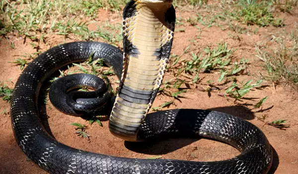 A black snake on dirt ground