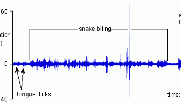 Graph of vibrations caused by a snake attack on a clutch of frog eggs