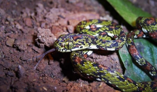 argus goo-eater snake
