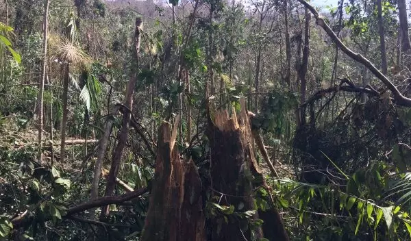 broken trees and fallen down trees caused by hurricanes