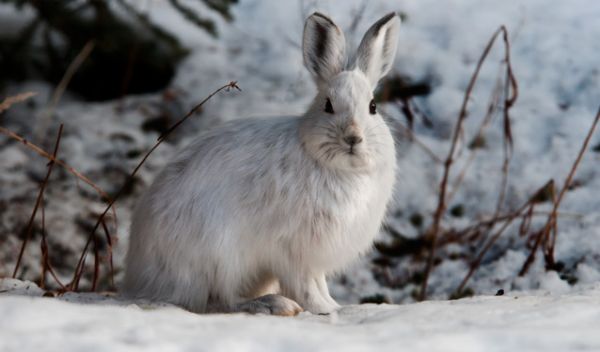 A hare sits on snow-covered ground.