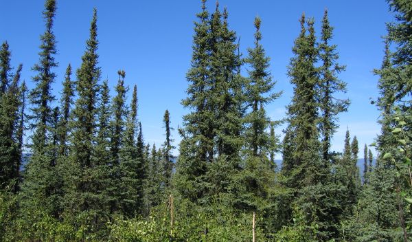 Photo of Spruce trees at the Bonanza Creek LTER site.