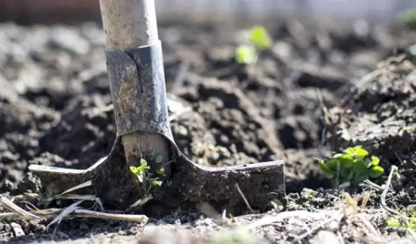 Scientists have found that soil microbes metabolize the same polyphenols found in chocolate and wine.